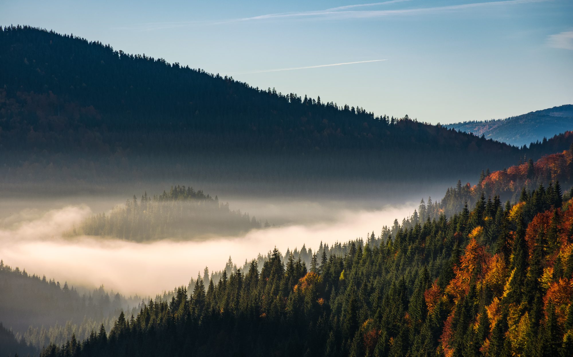 Misty pine forest